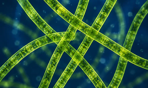 ALGAE-X